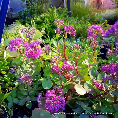 Pink Mongolian Stonecrop x 1 Succulents Grey Hanging Basket Sedum Hylotelephium ewersii Plants Deciduous Flowering